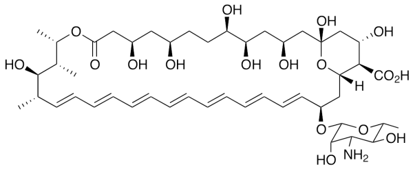 Amphotericin B